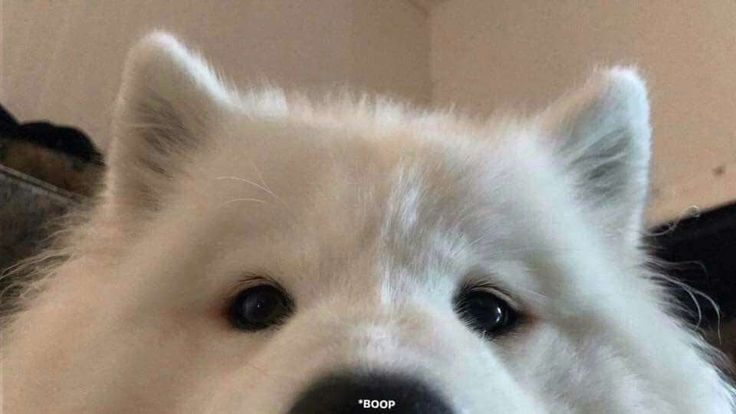 薩摩耶犬的圖片 2