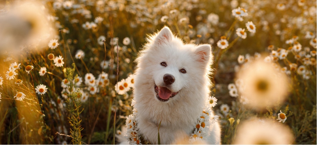 薩摩耶犬的圖片 1