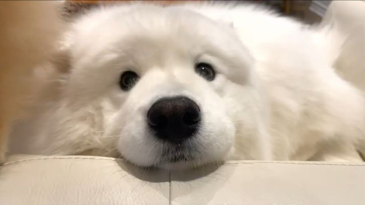 薩摩耶犬的圖片 1